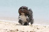 PETIT CHIEN LION 136
